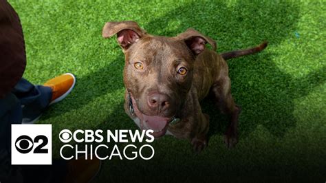 Paws Chicago Pet of the Week